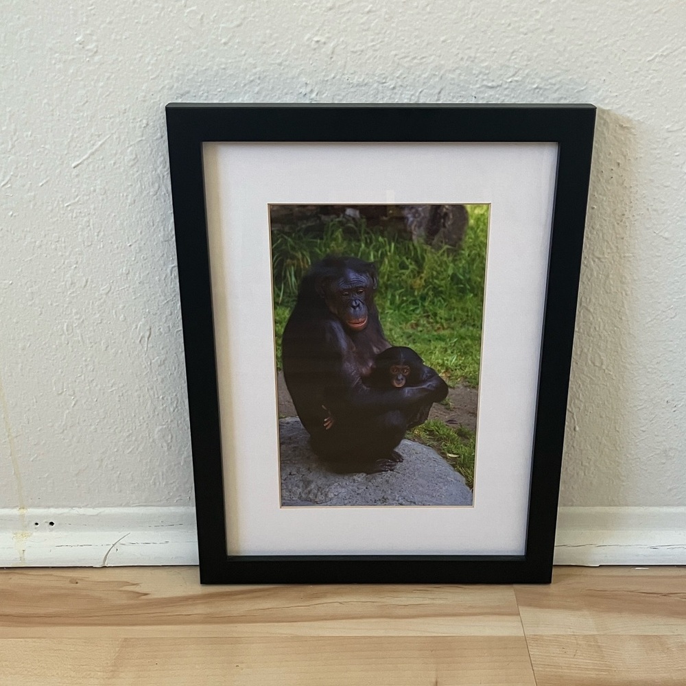 Bonobo Mother and Child Photo Picture